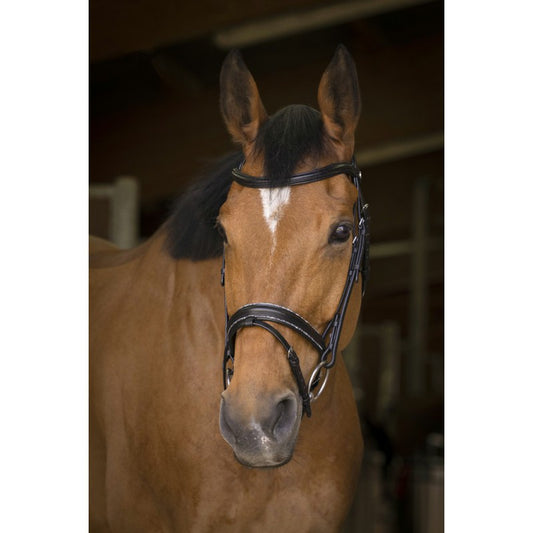 Norton Pro Rock Bridle